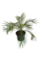 Phoenix Palm With 10 Inch Any colour Plastic Pot