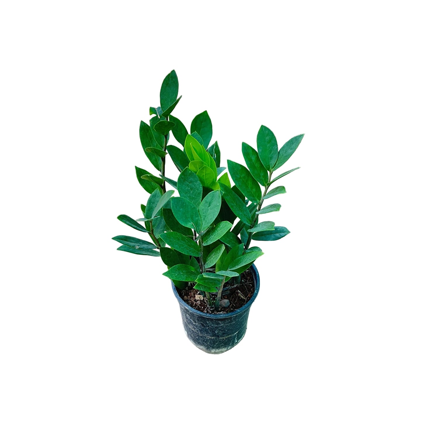 Zz Plant In 6 Inch Nursery