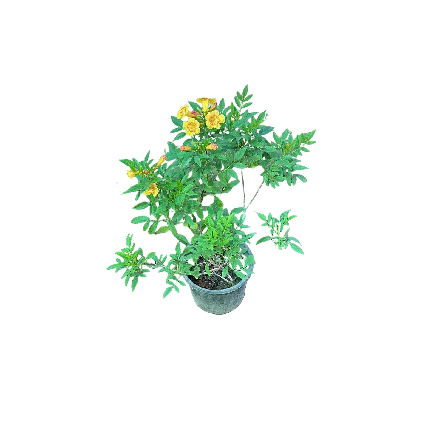 Ticoma Flower Plant In 6 Inch Nursery Pot
