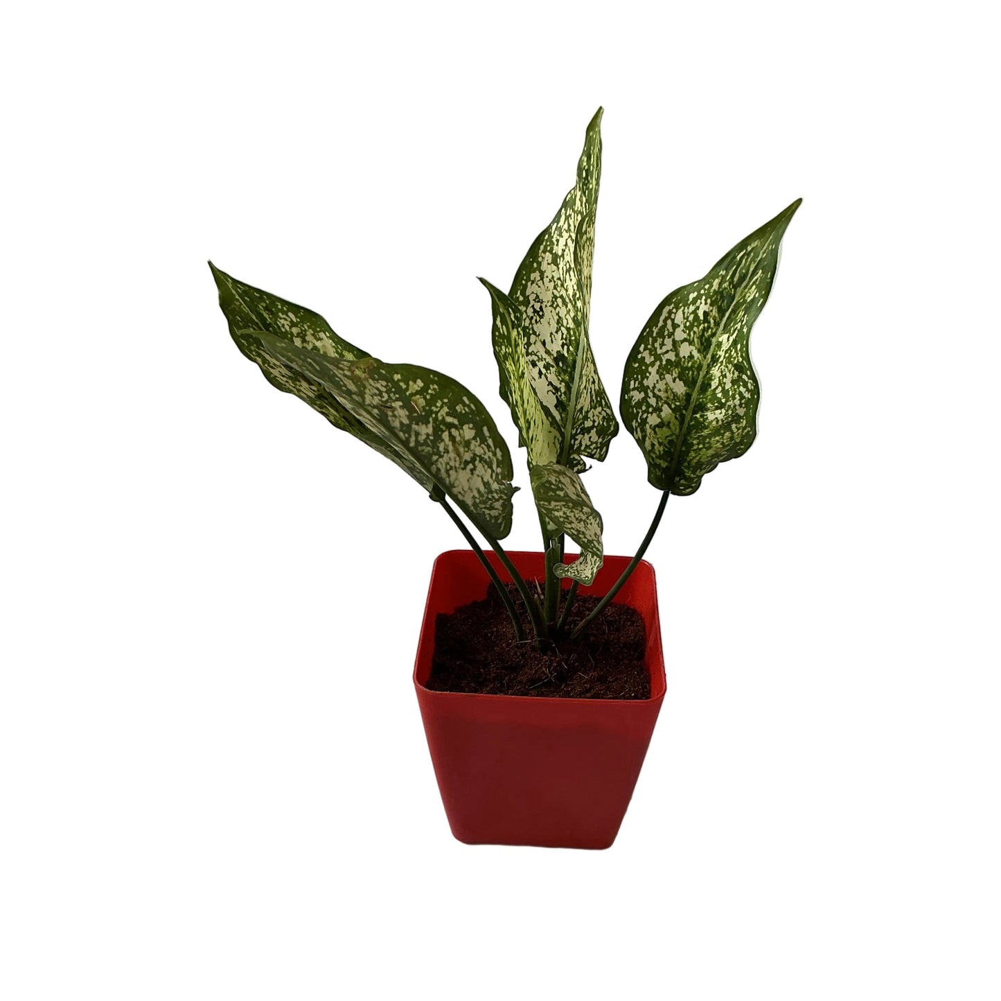 Snow White Plants In 4 Inch Orchid Red Square Pot