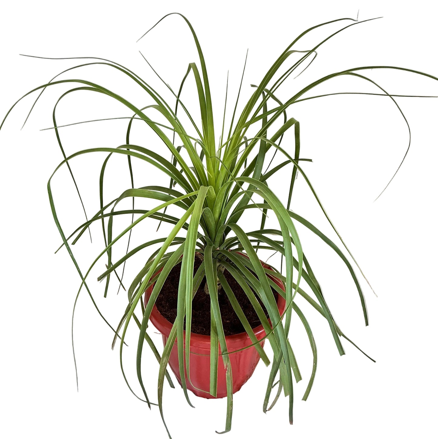 Lovelina Palm (ponytail palm)in 10 inch red classic pot