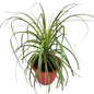Lovelina Palm (ponytail palm)in 10 inch red classic pot