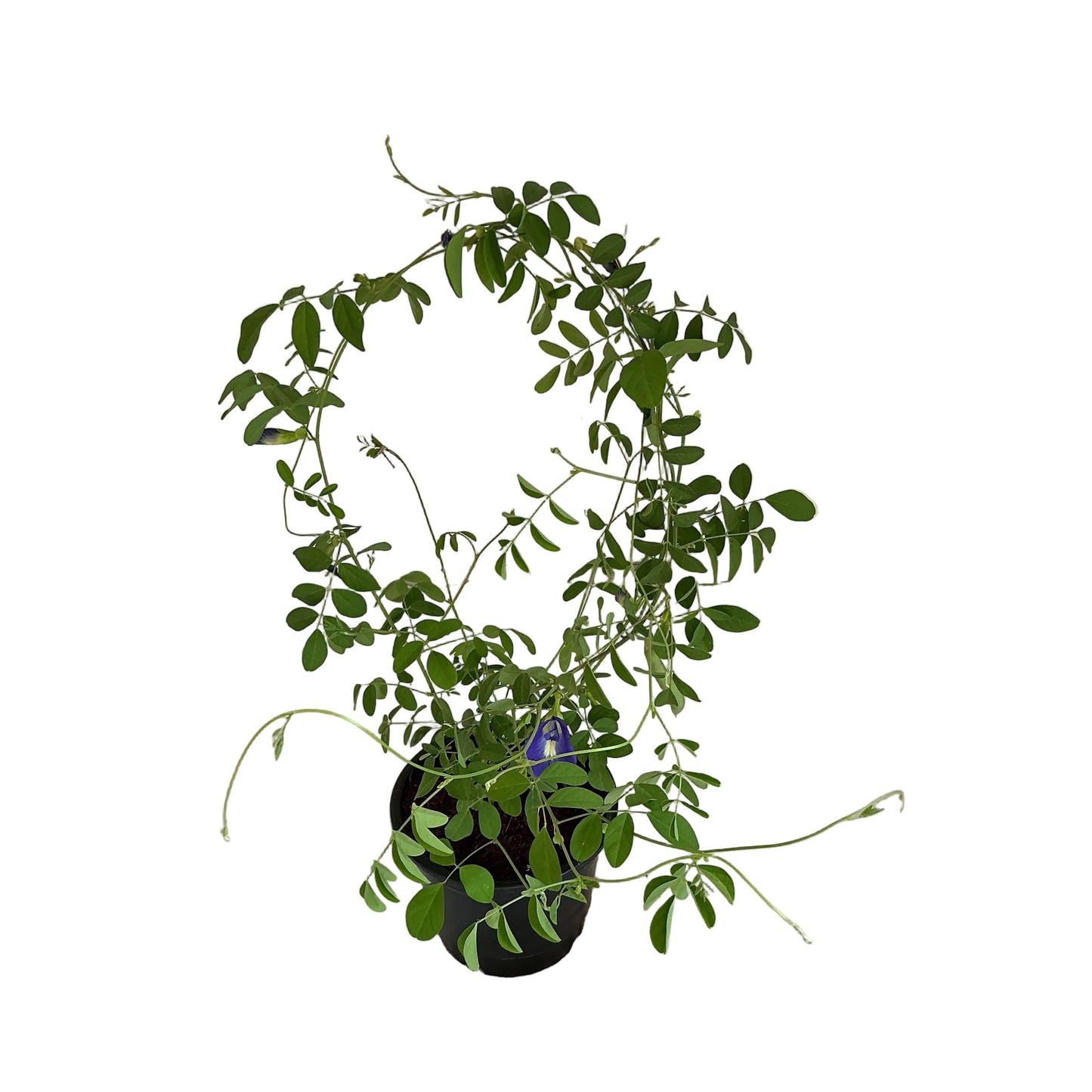 Aparajita plant in 6 inch black nursery pot