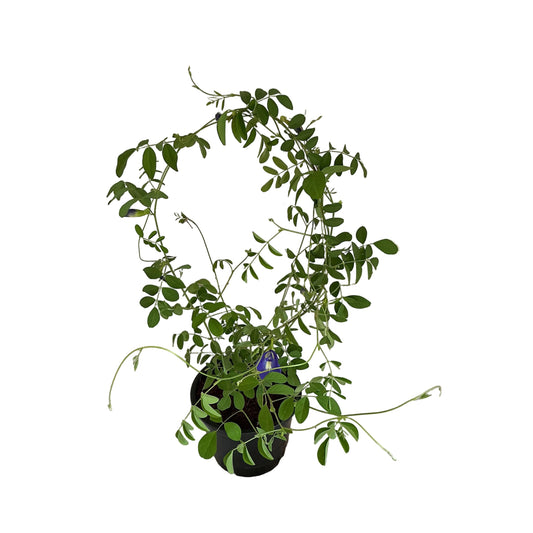 Aparajita plant in 6 inch black nursery pot
