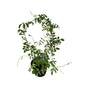 Aparajita plant in 6 inch black nursery pot