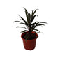 Dracaena Black Plant In 8 Inch Red Nursery Pot