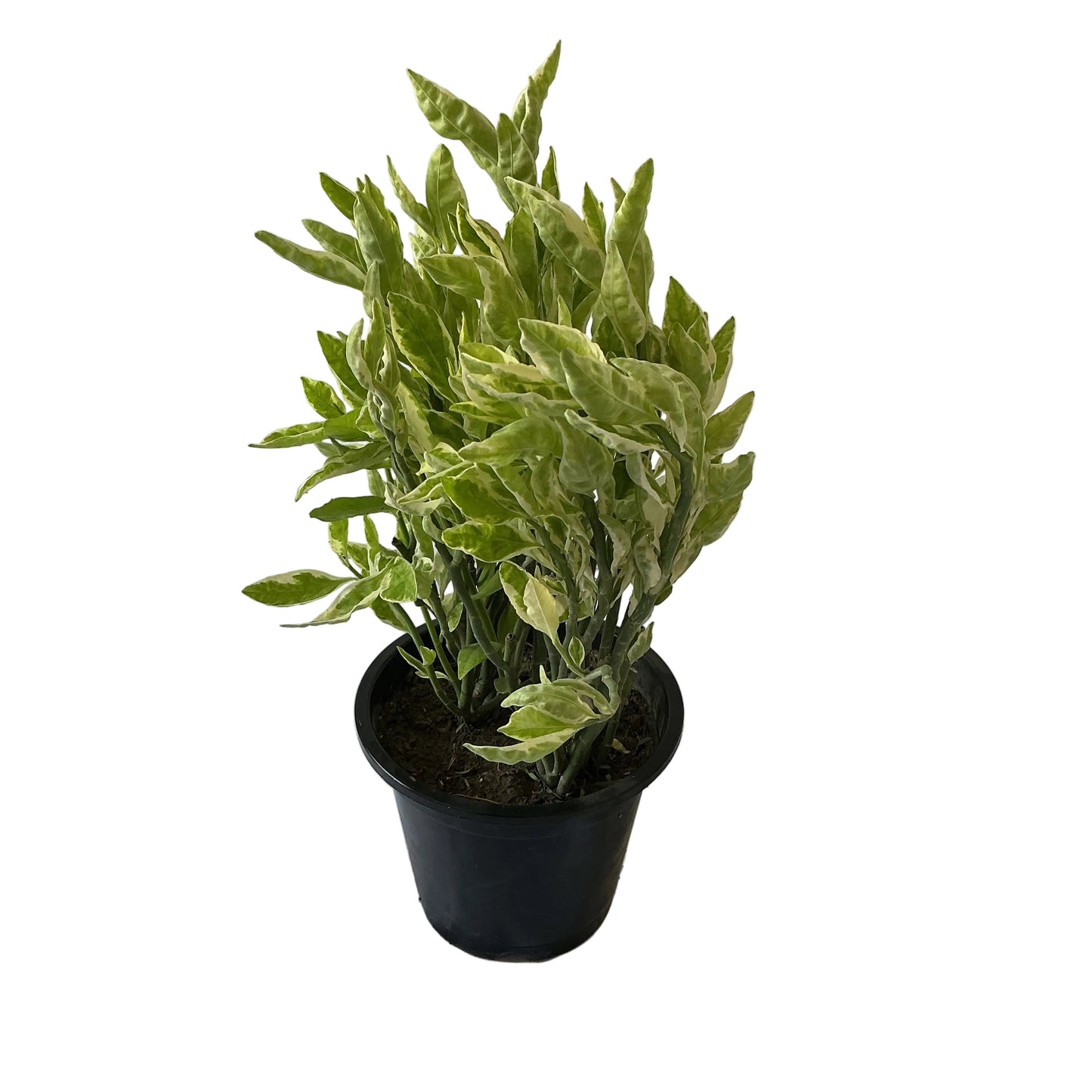 Pedilanthus Variegated Plants In 8 Inch Black Nursery Pot