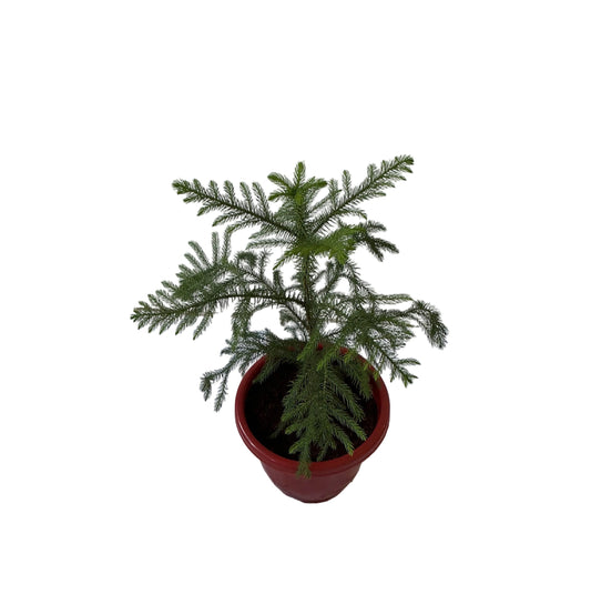 Araucaria Plant In 10 Inch Red Classic Pot
