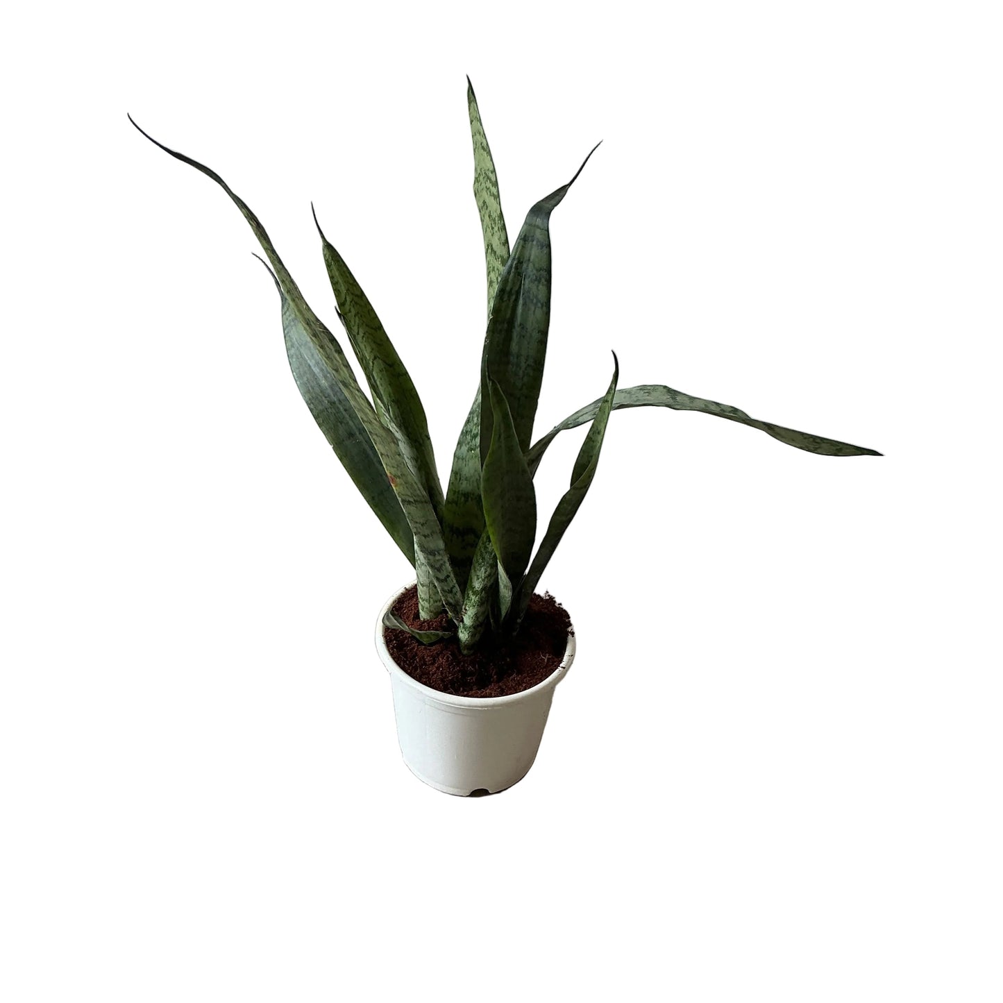 Snack Plant In 6 Inch White Nursery Pot