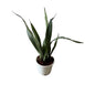 Snack Plant In 6 Inch White Nursery Pot