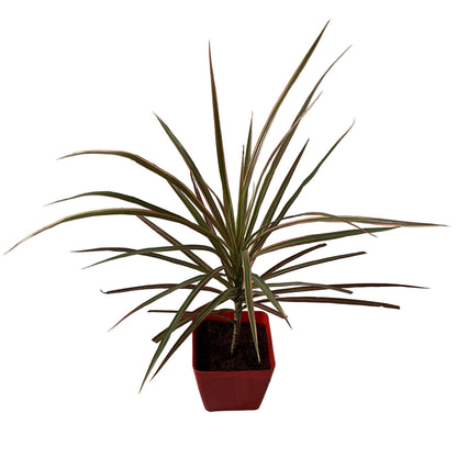Dracaena Chloroma Plant In 4 Inch Orchid Red square Pot