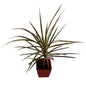 Dracaena Chloroma Plant In 4 Inch Orchid Red square Pot