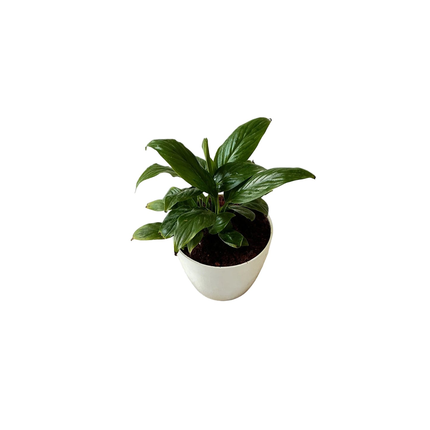 Peace lily plant in 4 inch white orchid round pot