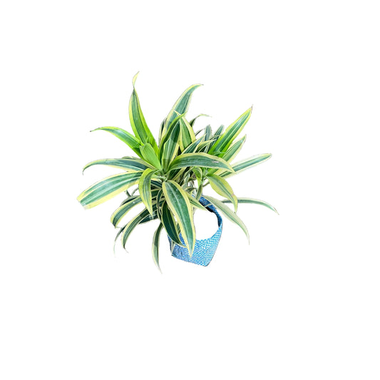 Song Of India Plant In 4 Inch Nursery Bag
