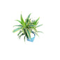 Song Of India Plant In 4 Inch Nursery Bag