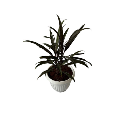 Dracaena Black Plant In 8 Inch White Olive Pot