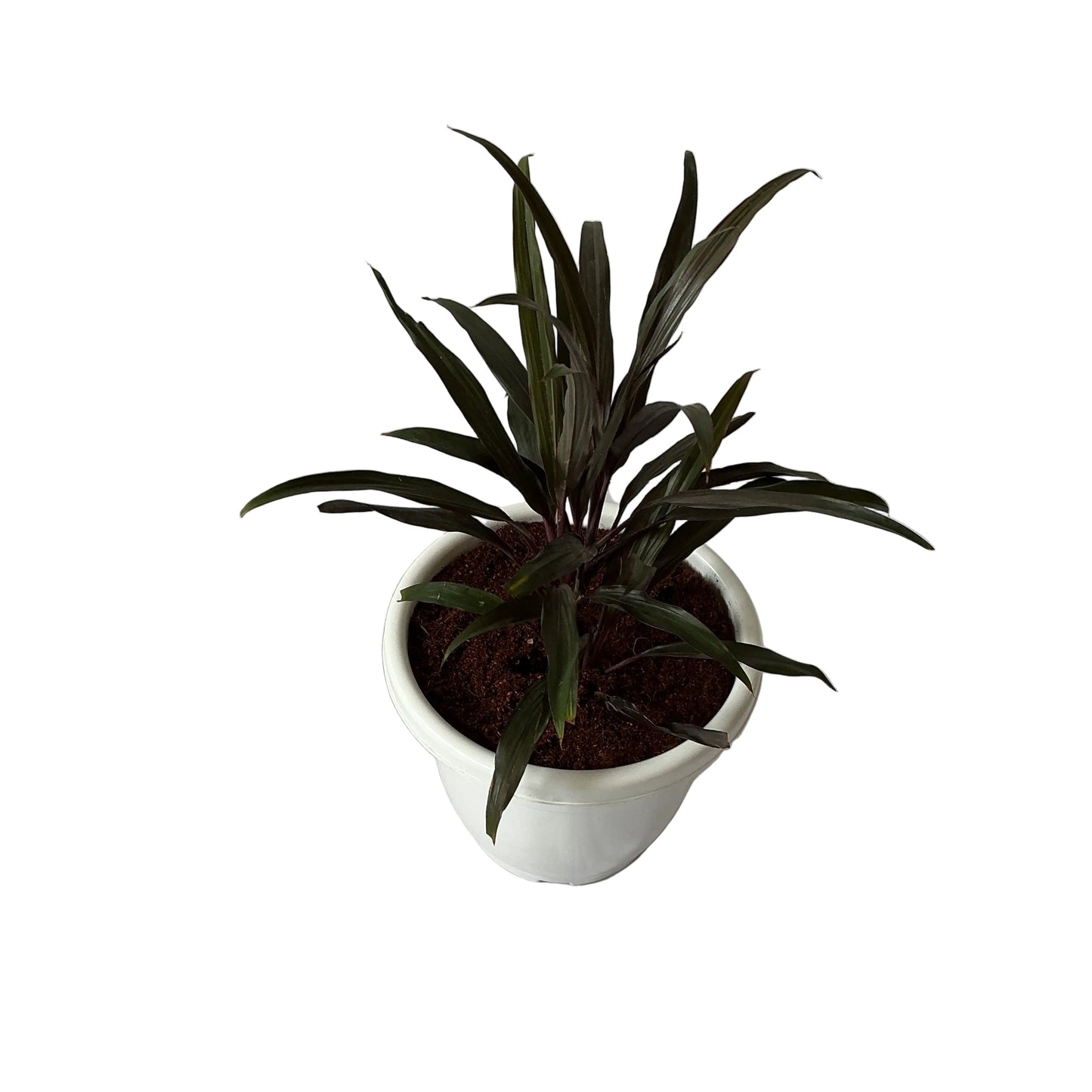 Dracaena Black Plant In 10 Inch White Classic Pot