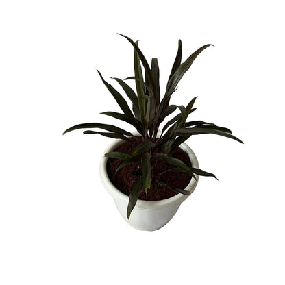 Dracaena Black Plant In 10 Inch White Classic Pot
