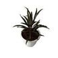 Dracaena Black Plant In 10 Inch White Classic Pot