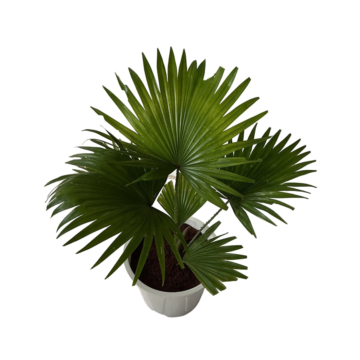China Palm In 8 Inch White Nursery Pot