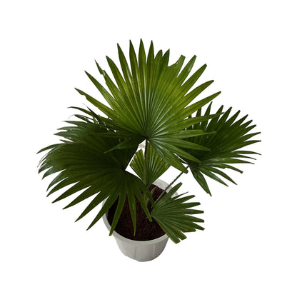 China Palm In 8 Inch White Nursery Pot