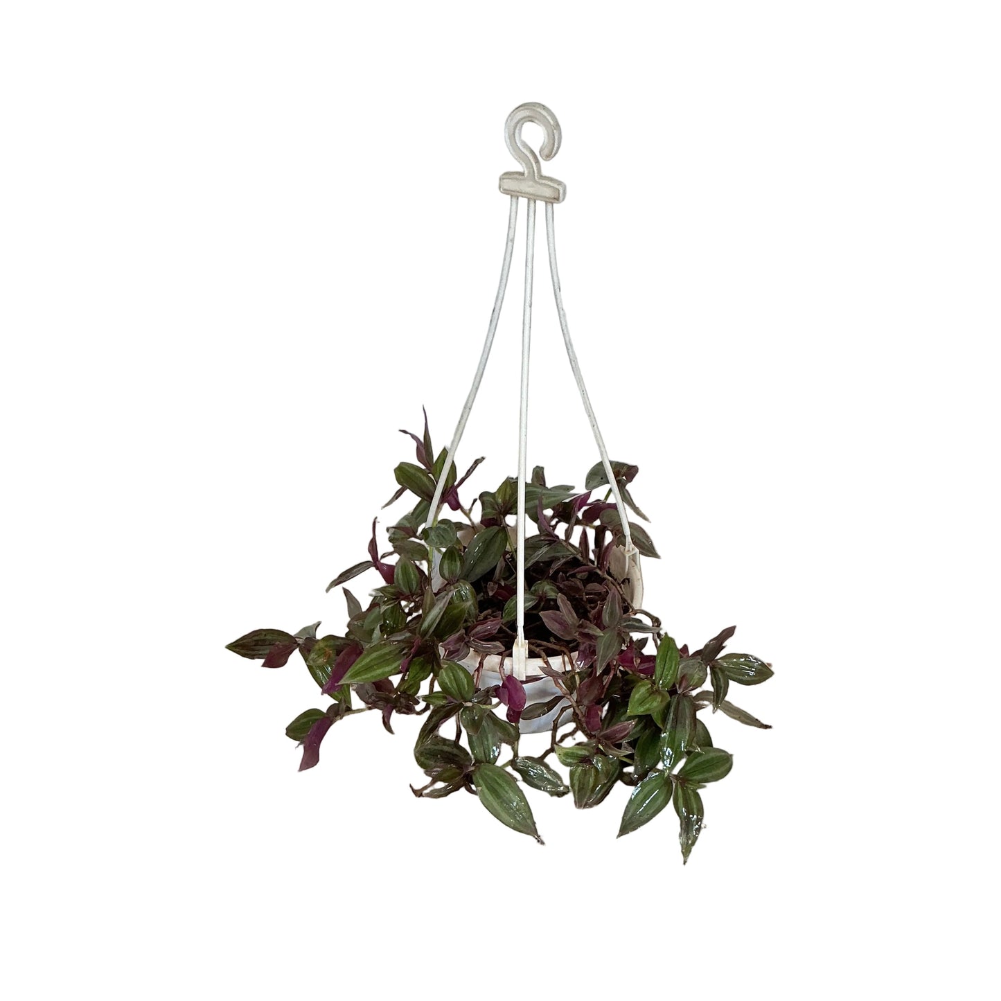 Wondering Jew Plant. In 7 Inch Hanging Basket.