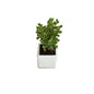 Jade plant in 4 inch white square ceramic pot