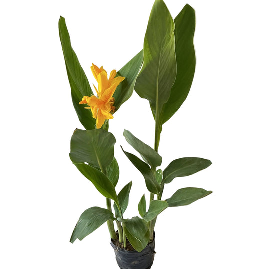 Canna lily plant In 8 Inch poly bag