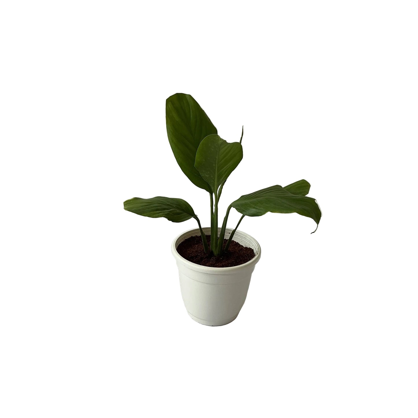 Peace Lily Plant In 5 Inch White Classic Pot
