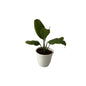 Peace Lily Plant In 5 Inch White Classic Pot