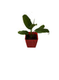 Peace Lily Plant In 4 Inch orchid Red square Pot