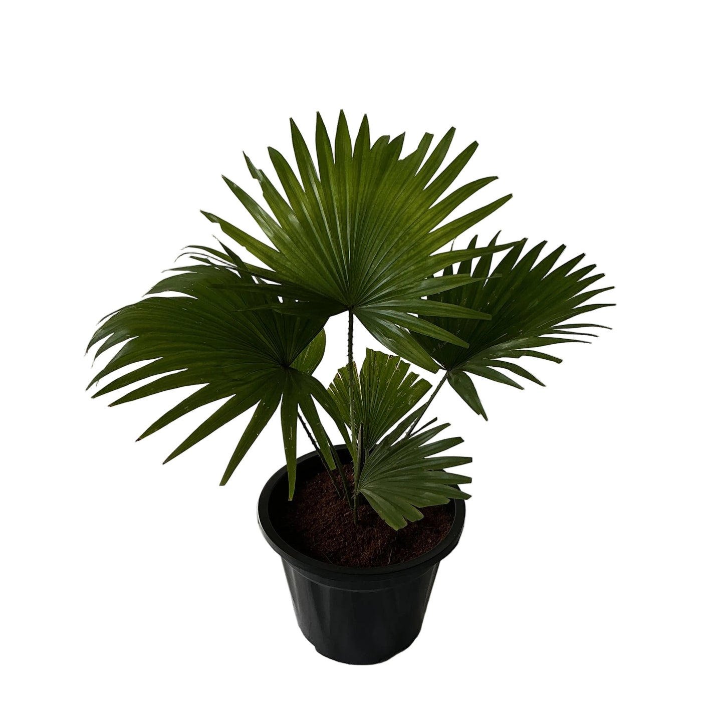 China Palm In 10 Inch Black Nursery Pot