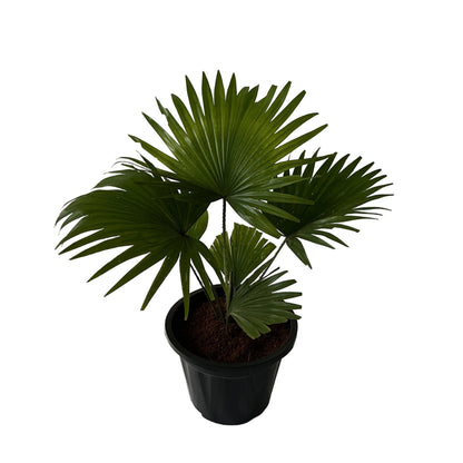 China Palm In 10 Inch Black Nursery Pot