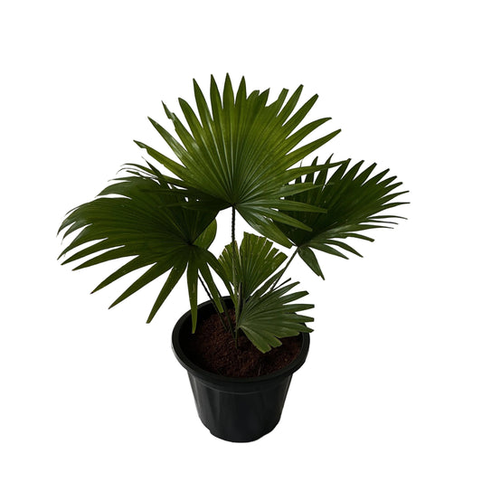 China palm in 8 inch black nursery pots