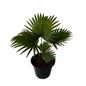 China Palm In 10 Inch Black Nursery Pot