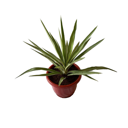 Silver yucca plant in 10 inch red classic pot
