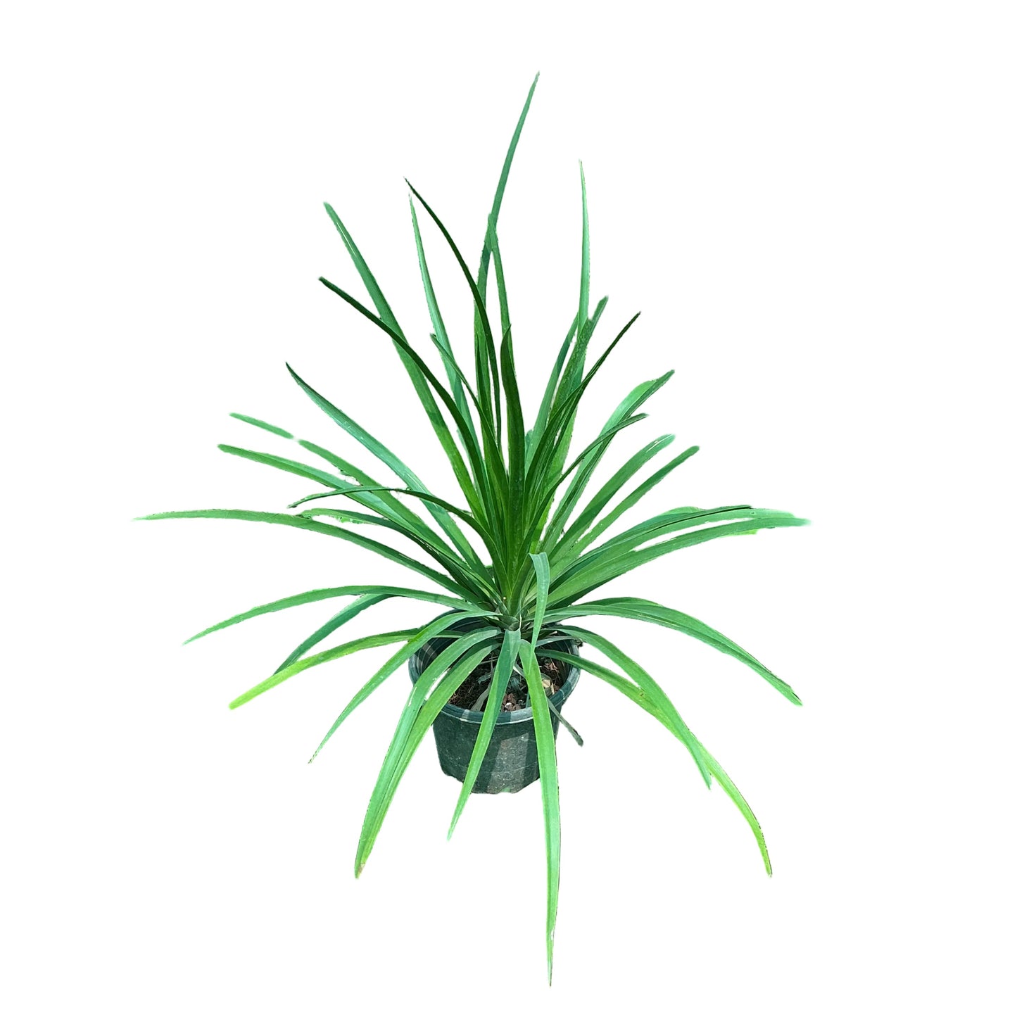 Dracaena draco Plant In 8 Inch Nursery Pot