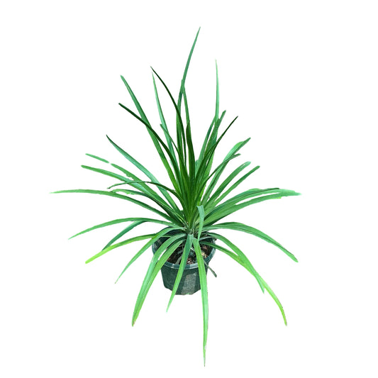 Dracaena draco Plant In 8 Inch Nursery Pot