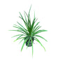 Dracaena draco Plant In 8 Inch Nursery Pot