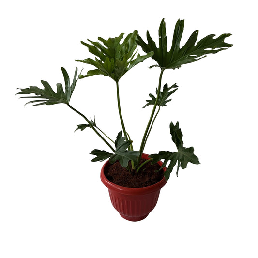 Philodendron Selloum Plant In 10 Inch Red Olive Pot