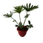 Philodendron Selloum Plant In 10 Inch Red Olive Pot