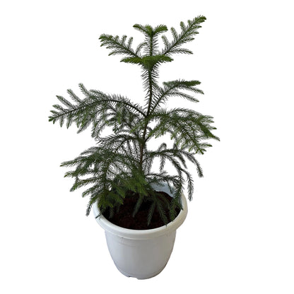 Araucaria Plant In 10 Inch White Nursery Pot
