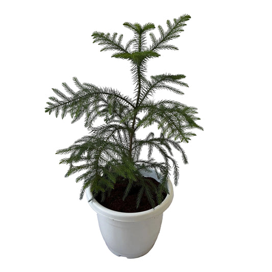 Araucaria Plant In 10 Inch White Nursery Pot