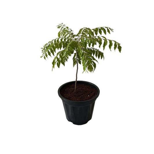 Curry Patta Plant In 8 Inch Black Nursery Pot