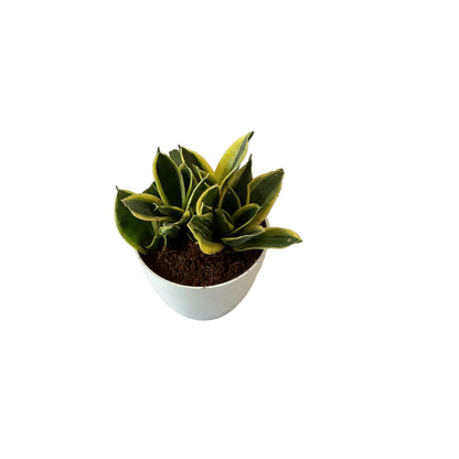 Snack dwarf plant in 4 inch white orchid round pot
