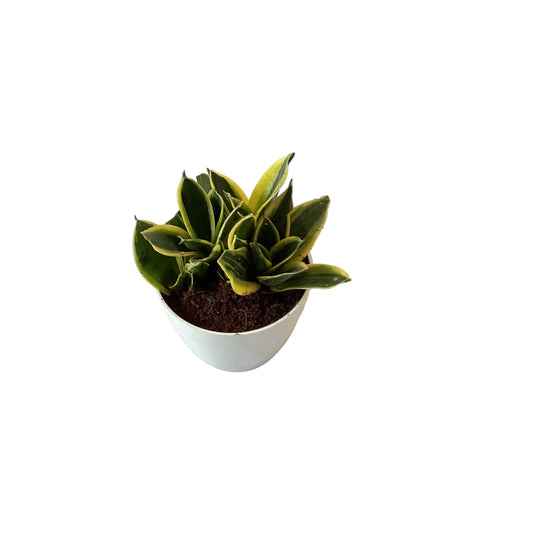 Snack dwarf plant in 4 inch white orchid round pot