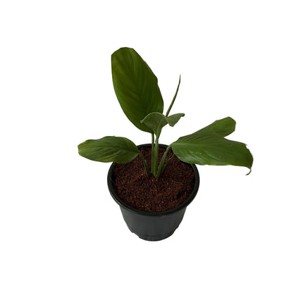 Peace Lily Plant In 6 Inch Black Nursery Pot