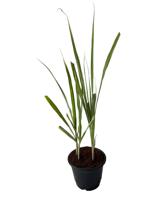 Lemon Grass Plant In 8 Inch Black Nursery Pot