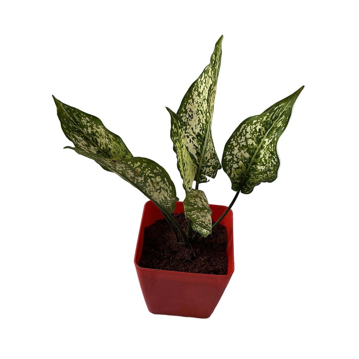 Snow White Plants In 4 Inch Orchid Red Square Pot