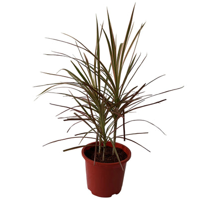 Dracaena Chloroma Plant In 8 Inch Red Nursery Pot